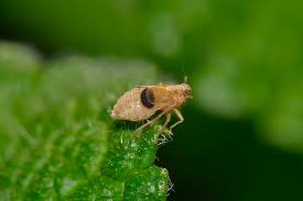 Attēlu rezultāti vaicājumam “Delphacidae”