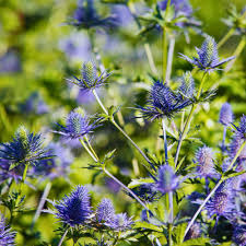 Attēlu rezultāti vaicājumam “Eryngium maritimum flower”