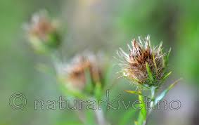 Attēlu rezultāti vaicājumam “Carlina biebersteinii bud”