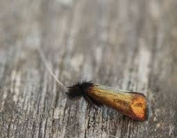 Attēlu rezultāti vaicājumam “Adela cuprella”