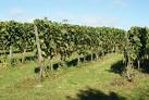 of black grape which are - via Daymix