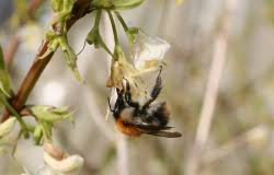 Attēlu rezultāti vaicājumam “Abietinella abietina var. hystricosa”