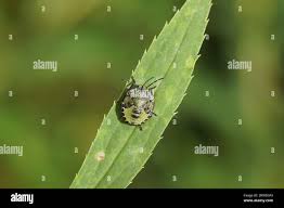 Attēlu rezultāti vaicājumam “Palomena prasina nymph”