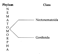 Attēlu rezultāti vaicājumam “Nematomorpha”