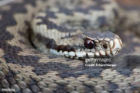 Attēlu rezultāti vaicājumam “Vipera berus adult”