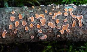 Attēlu rezultāti vaicājumam “Aleurodiscus amorphus”