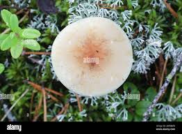 Attēlu rezultāti vaicājumam “Collybia sp.”