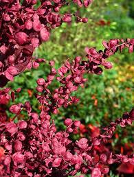 Attēlu rezultāti vaicājumam “Chenopodium rubrum flower”
