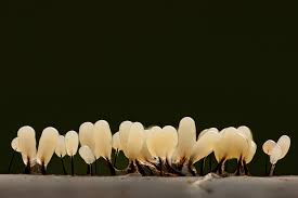 Attēlu rezultāti vaicājumam “Heterotrichia ferruginea (syn. Arcyria ferruginea) macro”
