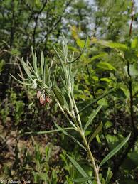 Attēlu rezultāti vaicājumam “Andromeda polifolia leaf”