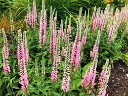 Attēlu rezultāti vaicājumam “Veronica longifolia”