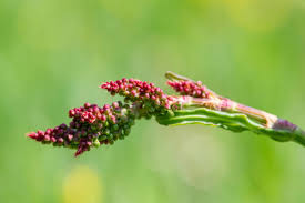 Attēlu rezultāti vaicājumam “Rumex acetosa bud”