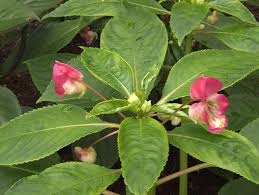 Attēlu rezultāti vaicājumam “Balsaminaceae”