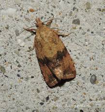 Attēlu rezultāti vaicājumam “Celypha striana”