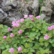 Attēlu rezultāti vaicājumam “Rubus arcticus flower”
