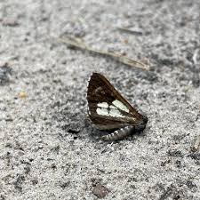 Attēlu rezultāti vaicājumam “Bupalus piniaria”