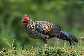 Attēlu rezultāti vaicājumam “Gallus male”