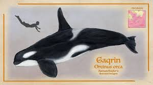 Image result for Orcinus orca