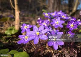 Attēlu rezultāti vaicājumam “Hepatica nobilis fruit”