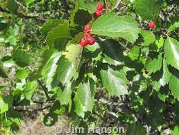 Attēlu rezultāti vaicājumam “Crataegus macracantha”