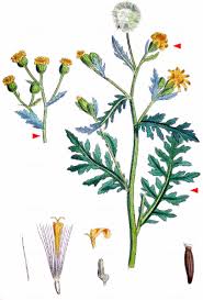 Attēlu rezultāti vaicājumam “Senecio viscosus flower”