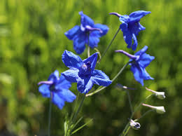 Image result for Rittersporn