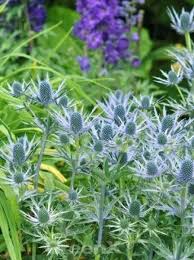 Image result for Edeldistel
