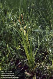 Attēlu rezultāti vaicājumam “Carex pilosa leaf”