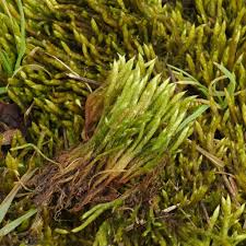 Attēlu rezultāti vaicājumam “Brachythecium albicans”