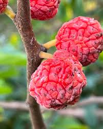 Attēlu rezultāti vaicājumam “Hordelymus europaeus fruit”