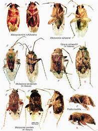 Attēlu rezultāti vaicājumam “Psallus sp.”
