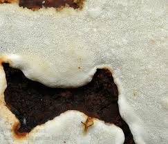 Attēlu rezultāti vaicājumam “Skeletocutis stellae”