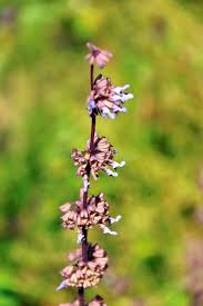 Attēlu rezultāti vaicājumam “Salvia verticillata”