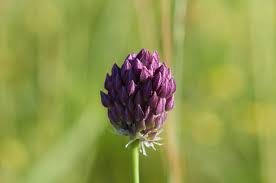 Attēlu rezultāti vaicājumam “Allium scorodoprasum bud”