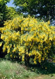 Attēlu rezultāti vaicājumam “Laburnum anagyroides flower”