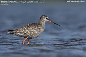 Image result for Tringa erythropus