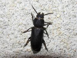 Attēlu rezultāti vaicājumam “Spondylis buprestoides”