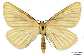 Attēlu rezultāti vaicājumam “Siona lineata”