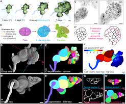 Attēlu rezultāti vaicājumam “Fossombronia wondraczekii spores”