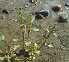 Attēlu rezultāti vaicājumam “Chenopodium acerifolium”