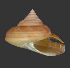 Attēlu rezultāti vaicājumam “Cribraria oregana”