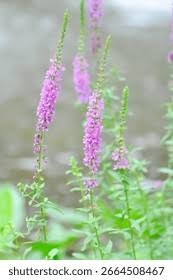 Attēlu rezultāti vaicājumam “Lythraceae”