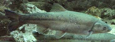Image result for Mylopharodon conocephalus