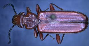 Attēlu rezultāti vaicājumam “Cucujidae”