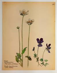 Attēlu rezultāti vaicājumam “Parnassia palustris fruit”