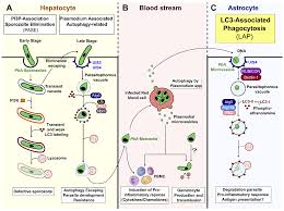 Attēlu rezultāti vaicājumam “Oligonema favogineum plasmodium”