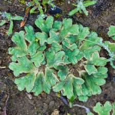 Attēlu rezultāti vaicājumam “Riccia”