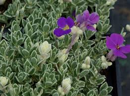 Image result for Aubrieta hybrida (cultorum)