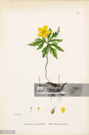 Attēlu rezultāti vaicājumam “Anemone ranunculoides leaf”