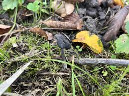 Attēlu rezultāti vaicājumam “Helvella atra”